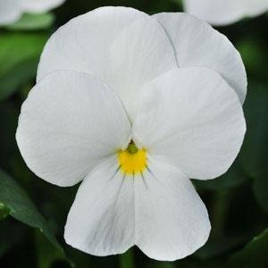 Виола рогатая (Viola cornuta)
