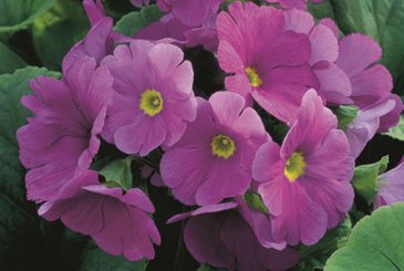 Примула обратноконическая (Primula obconica)