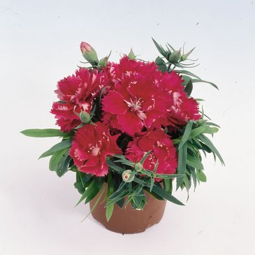 Гвоздика китайская махровая (Dianthus chinensis)