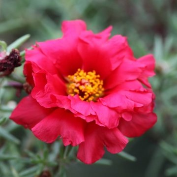 Портулак крупноцветковый (Portulaca grandiflora)
