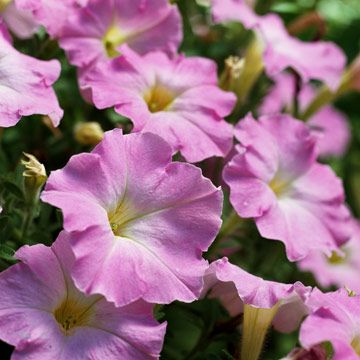 Петуния мелкоцветковая (Petunia miniflora)