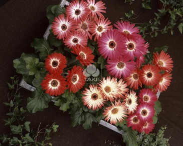 Гербера Джемсона (Gerbera jamesonii)