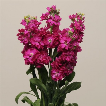 Левкой седой (Matthiola incana) Левкой седой (Matthiola incana)