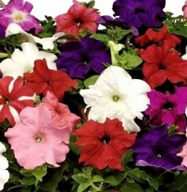 Петуния крупноцветковая (Petunia grandiflora)