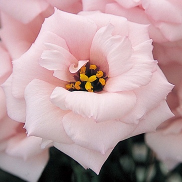 Лизиантус (Эустома) крупноцветковый (Lisianthus grandiflorum)