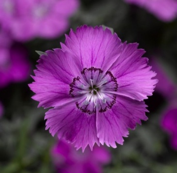 Гвоздика китайская (Dianthus chinensis)