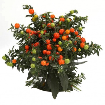 Паслен ложноперечный (Solanum pseudocapsicum)