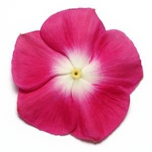 Катарантус розовый (Vinca rosea)