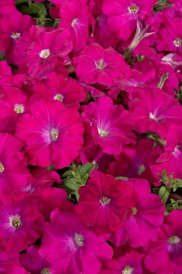Петуния многоцветковая (Petunia multiflora)