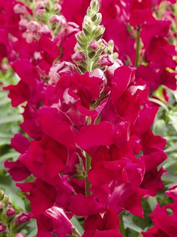 Львиный зев (Антирринум) большой (Antirrhinum majus)