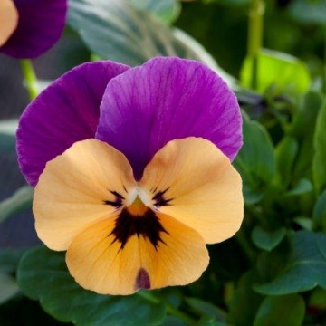 Виола рогатая (Viola cornuta)