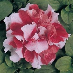Петуния многоцветковая махровая (Petunia multiflora)