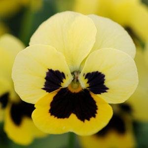 Виола рогатая (Viola cornuta)
