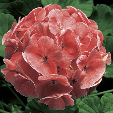 Герань (пеларгония садовая) (Pelargonium x hortorum)