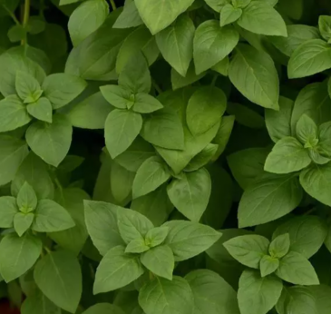 Базилик благородный (Ocimum basilicum) Базилик благородный (Ocimum basilicum)