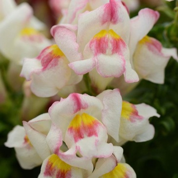 Львиный зев (Антирринум) большой (Antirrhinum majus)