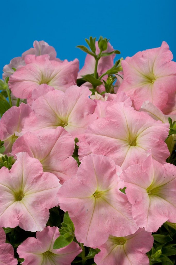 Петуния Яблоневый Цвет Купить