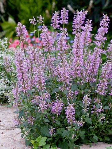 Многоколосник бледноцветковый новомексиканский (Agastache pallidiflora subsp.neomexicana)