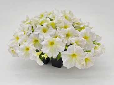 Петуния крупноцветковая (Petunia grandiflora)