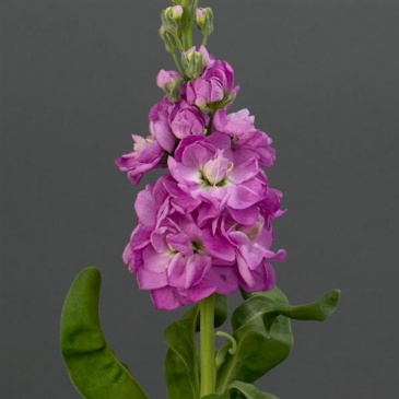 Левкой седой (Matthiola incana) Левкой седой (Matthiola incana)