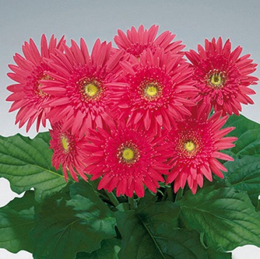 Гербера Джемсона (Gerbera jamesonii)