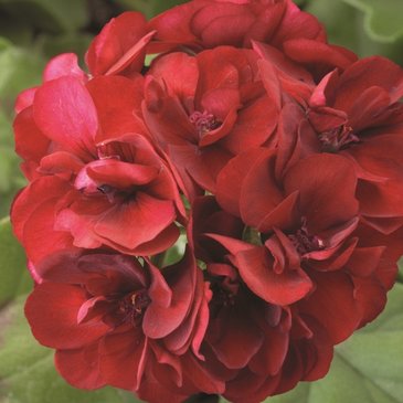 Герань (пеларгония садовая) (Pelargonium x hortorum)