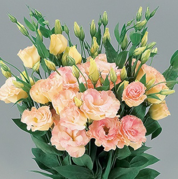 Лизиантус (Эустома) крупноцветковый (Lisianthus grandiflorum)