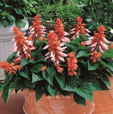 Сальвия блестящая (Salvia splendens)