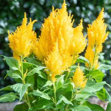 Целозия метельчатая (Celosia plumosa)