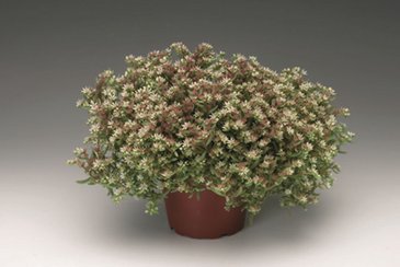 Седум невии (Sedum nevii)