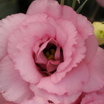 Лизиантус (Эустома) крупноцветковый (Lisianthus grandiflorum)