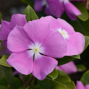 Катарантус розовый (Vinca rosea)
