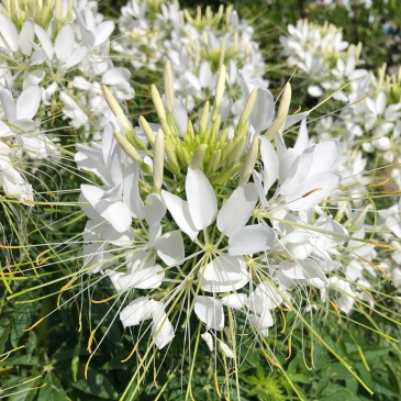 Клеома Хасслера (Cleome hassleriana)