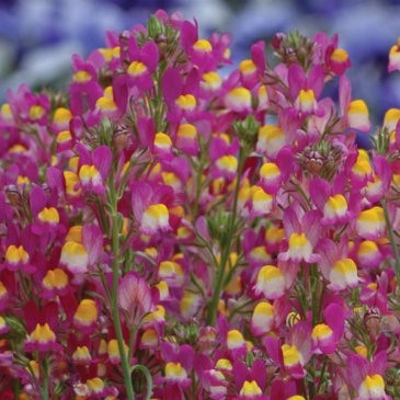 Льнянка гибридная (Linaria hybrida)