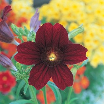 Сальпиглоссис выемчатый (Salpiglossis sinuata)