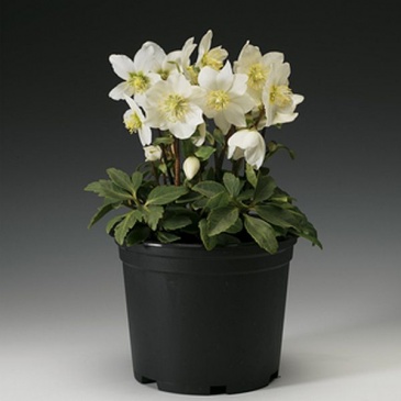 Морозник черный (Helleborus niger)