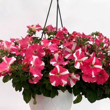 Петуния крупноцветковая гофрированная (Petunia grandiflora)