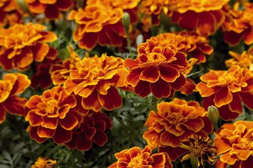 Бархатцы отклоненные (Tagetes patula)