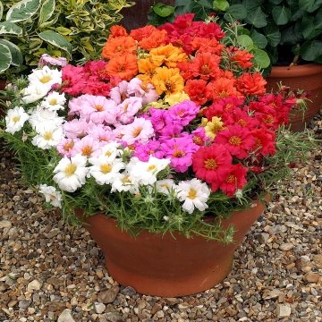 Портулак крупноцветковый (Portulaca grandiflora)