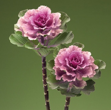 Декоративная капуста (Brassica oleracea)