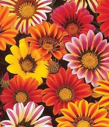 Гацания жестковатая (Gazania rigens)