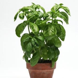 Базилик благородный (Ocimum basilicum)