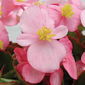 Бегония вечноцветущая (зеленая листва) (Begonia semperflorens)
