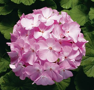 Герань (пеларгония садовая) (Pelargonium x hortorum)
