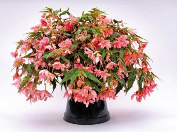 Бегония гибридная ампельная (зеленая листва) (Begonia hybrida)