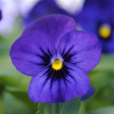 Виола рогатая (Viola cornuta)