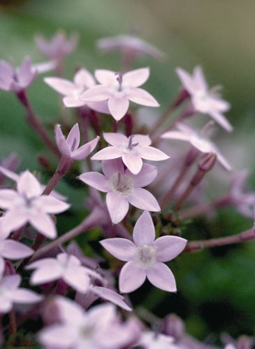 Пентас ланцетовидный (Pentas lanceolata)