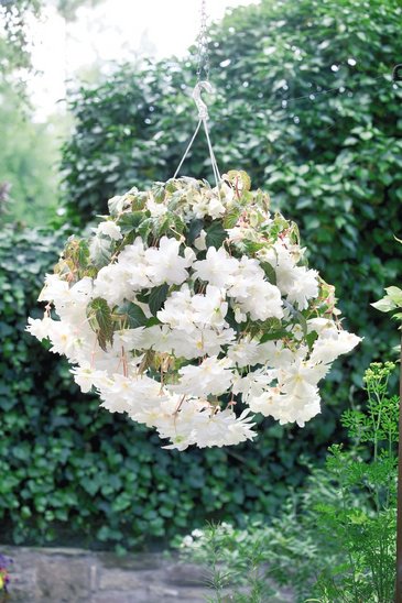 Бегония клубневая махровая ампельная (Begonia tuberhybrida)