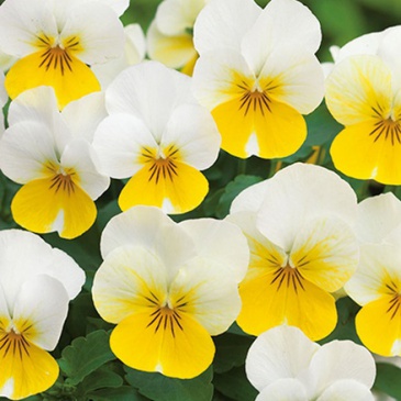 Виола рогатая (Viola cornuta)