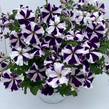 Петуния крупноцветковая гофрированная (Petunia grandiflora)
